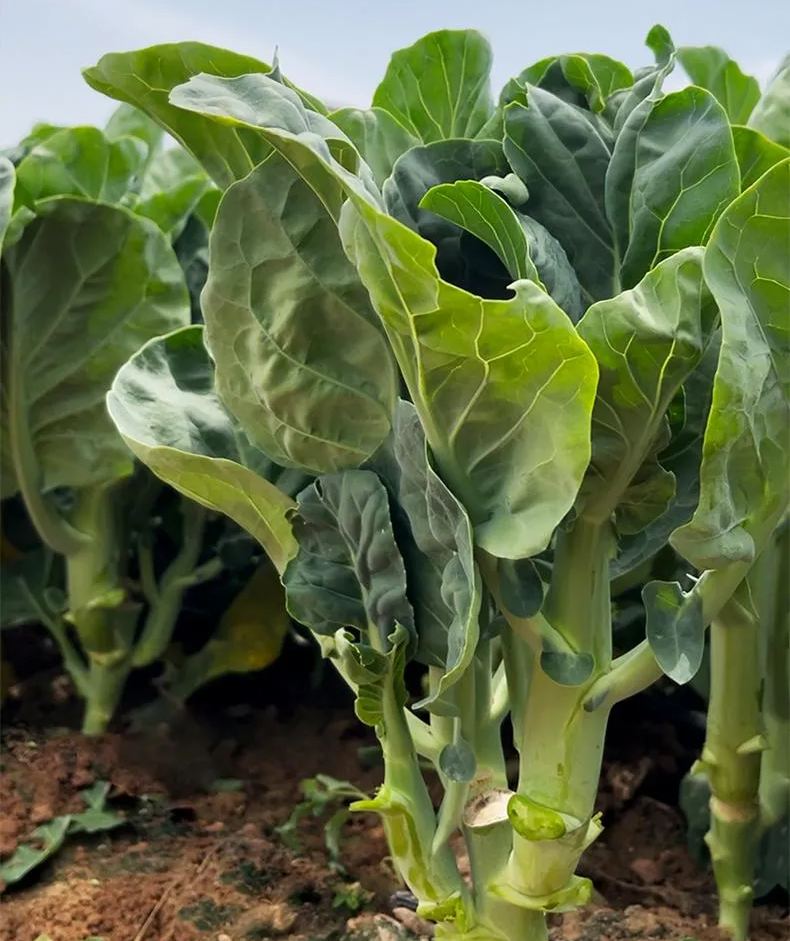 🥦Delicious and Tender Choy Sum🥦