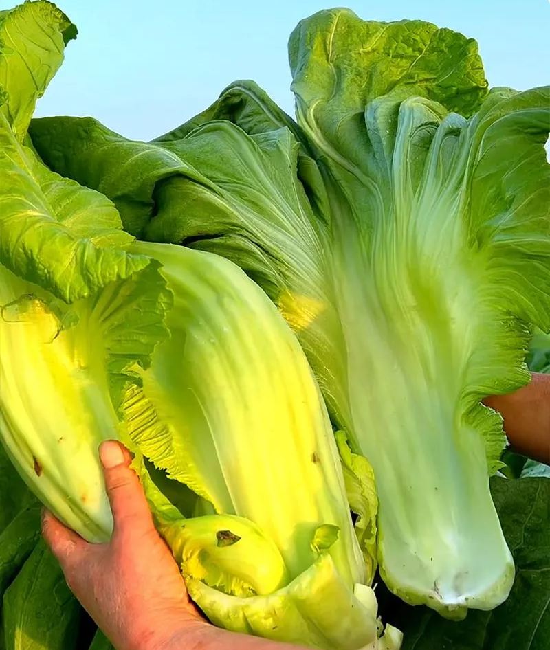 Giant Bok Choy Seeds, Big Meat Vegetable Seeds, Cabbage Mustard Seeds