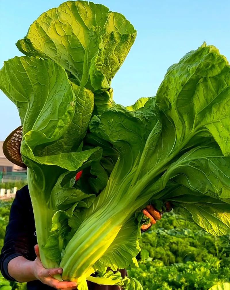 Giant Bok Choy Seeds, Big Meat Vegetable Seeds, Cabbage Mustard Seeds