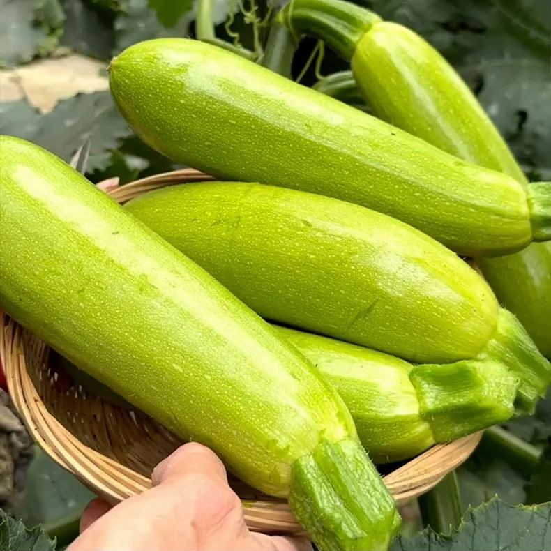 Cream Zucchini Seeds, Pale Green  Zucchini Seeds