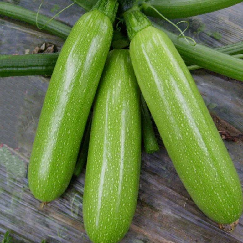 Cream Zucchini Seeds, Pale Green  Zucchini Seeds