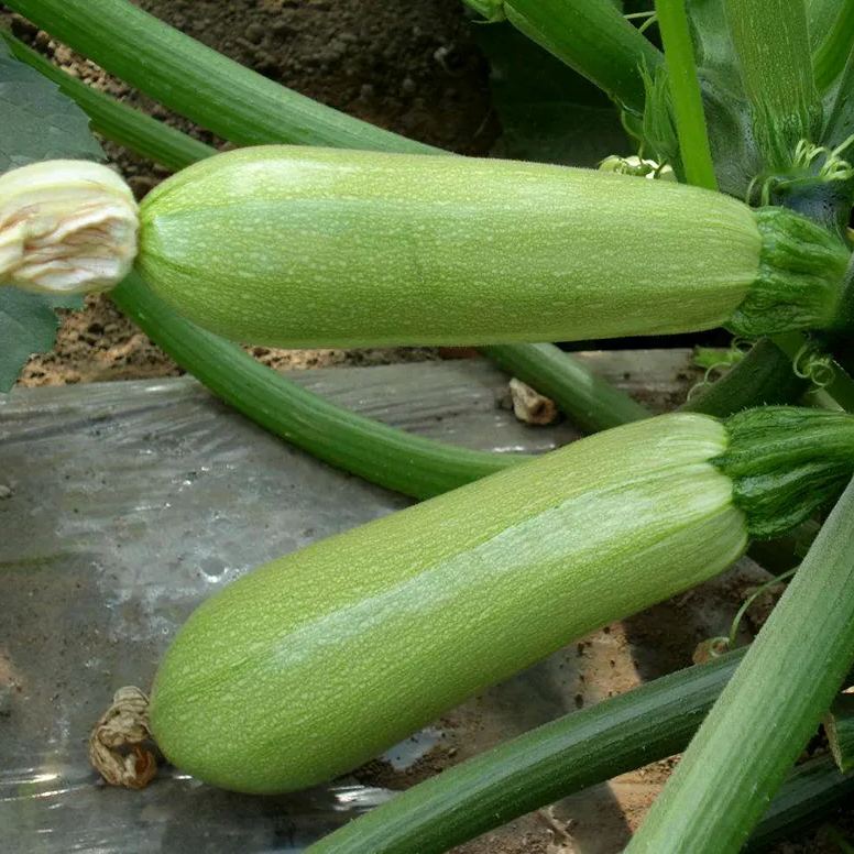 Cream Zucchini Seeds, Pale Green  Zucchini Seeds