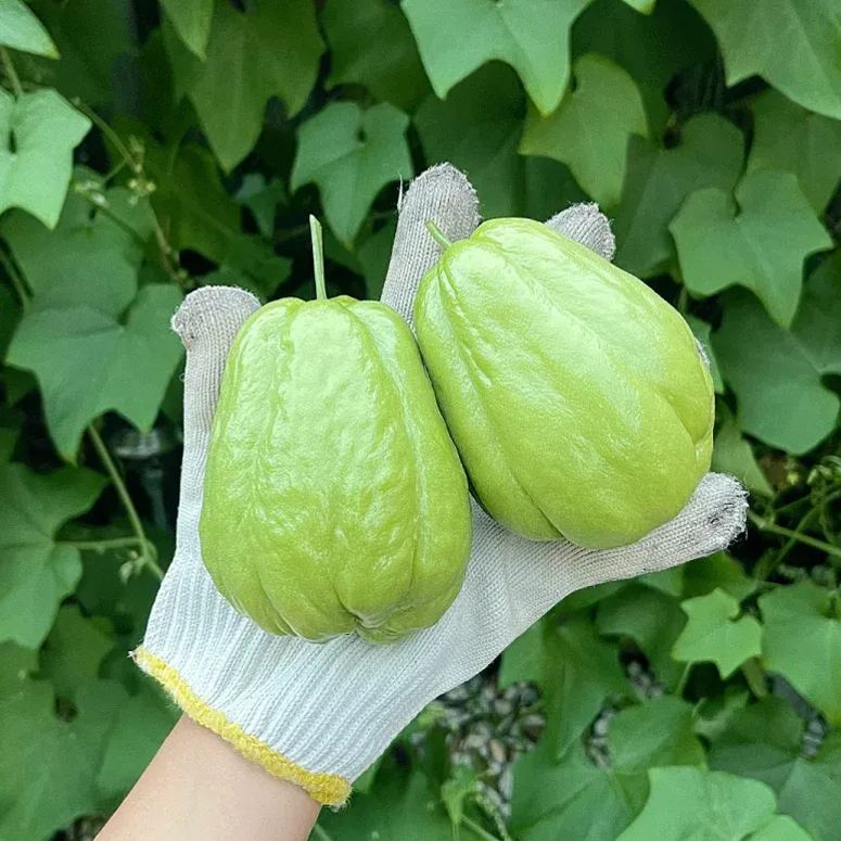 Buddha's Hand Squash Seeds