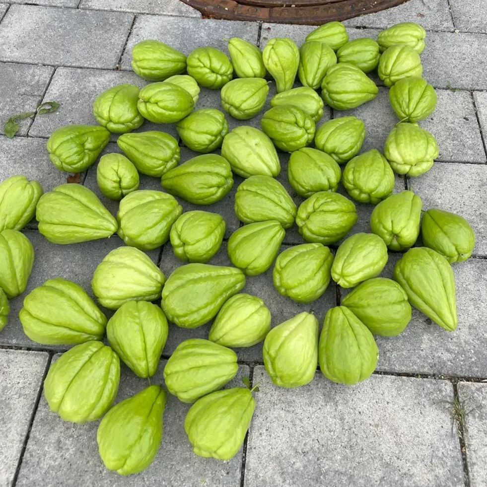 Buddha's Hand Squash Seeds