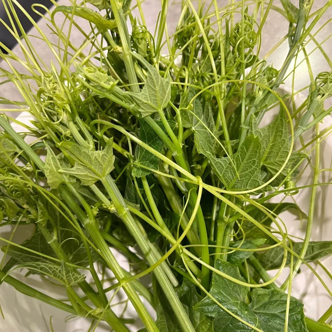 Buddha's Hand Squash Seeds