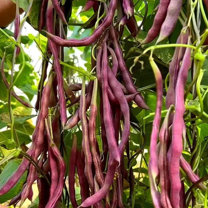 Purple  Kidney Beans Seeds, Purple Climbing Beans Seeds