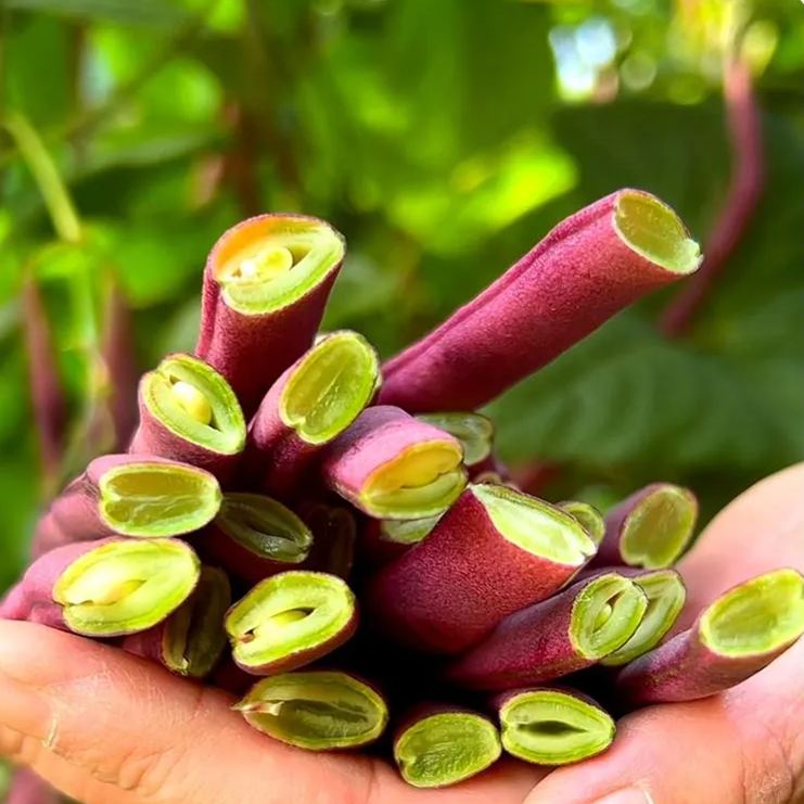 Purple  Kidney Beans Seeds, Purple Climbing Beans Seeds