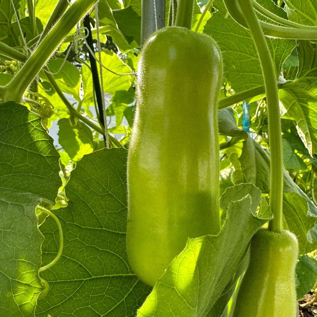 Bottle Gourds Seeds