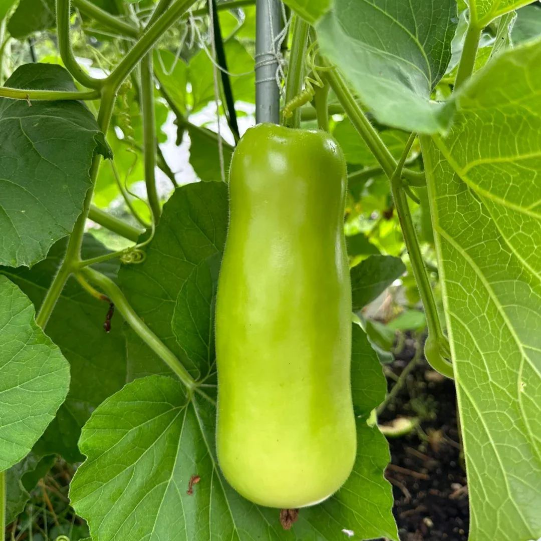 Bottle Gourds Seeds