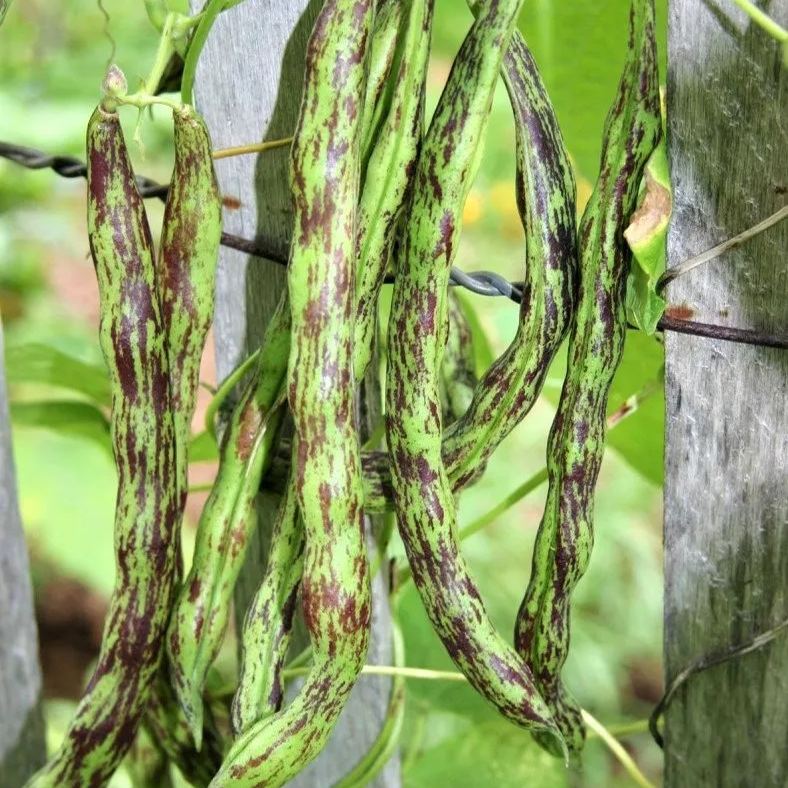 Rattlesnake Bean Seeds