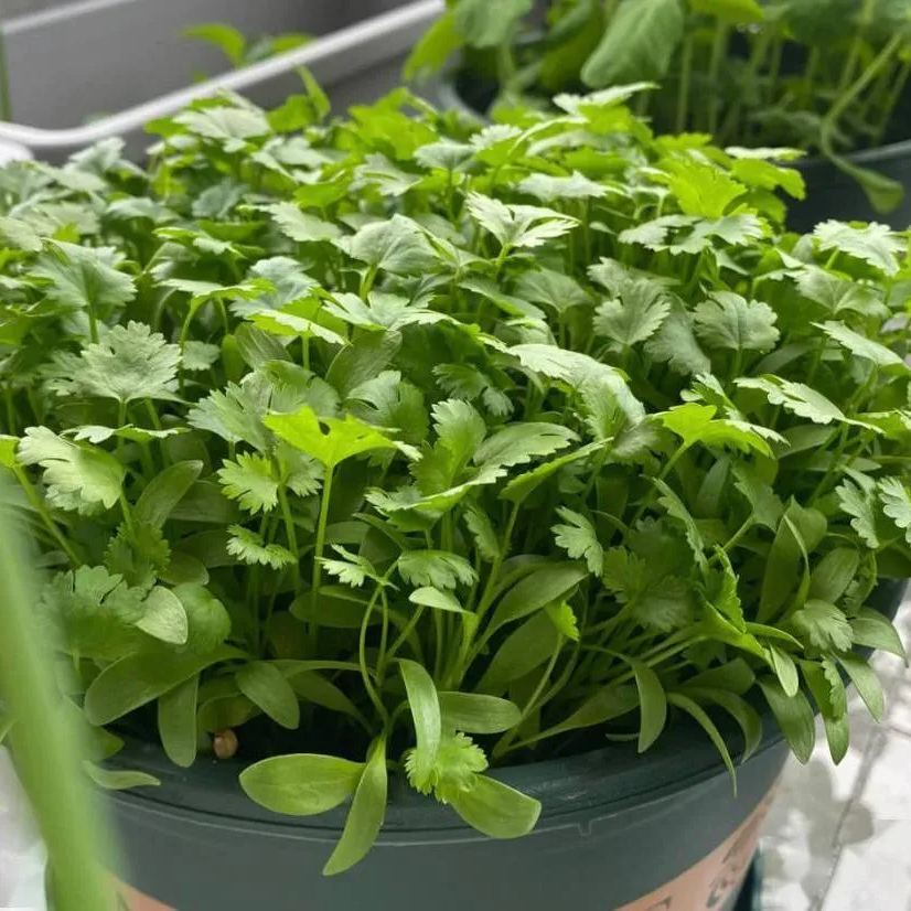 😍Last Day Sale - 60% OFF✨Coriander seeds 🌱