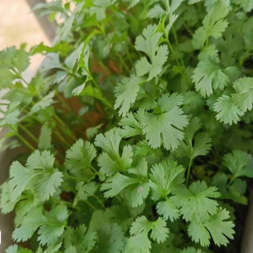 😍Last Day Sale - 60% OFF✨Coriander seeds 🌱