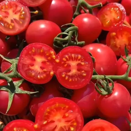 Colorful Dwarf Tomatoes-Four Seasons Potted Plants