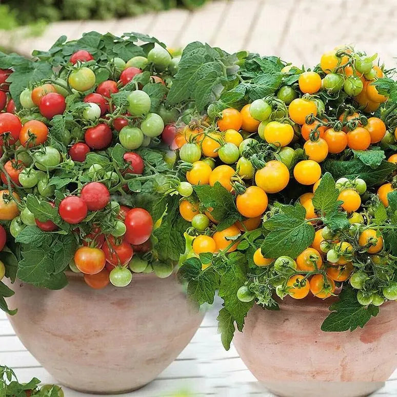 🍅Dwarf Cherry Tomatoes – Easy-to-Grow, Perfect for Containers