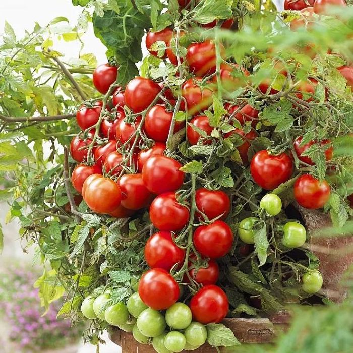 Colorful Dwarf Tomatoes-Four Seasons Potted Plants