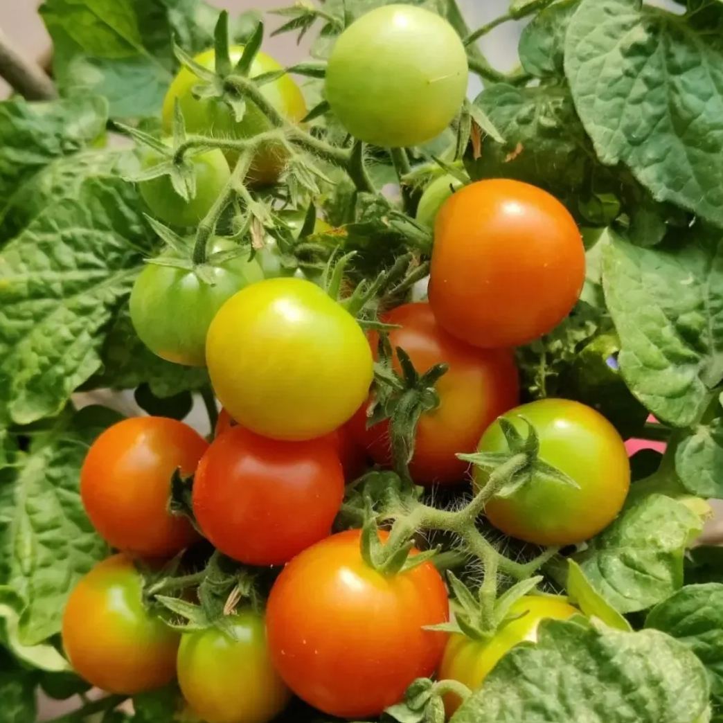 Colorful Dwarf Tomatoes-Four Seasons Potted Plants