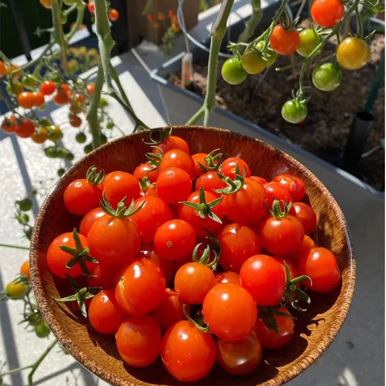 Colorful Dwarf Tomatoes-Four Seasons Potted Plants