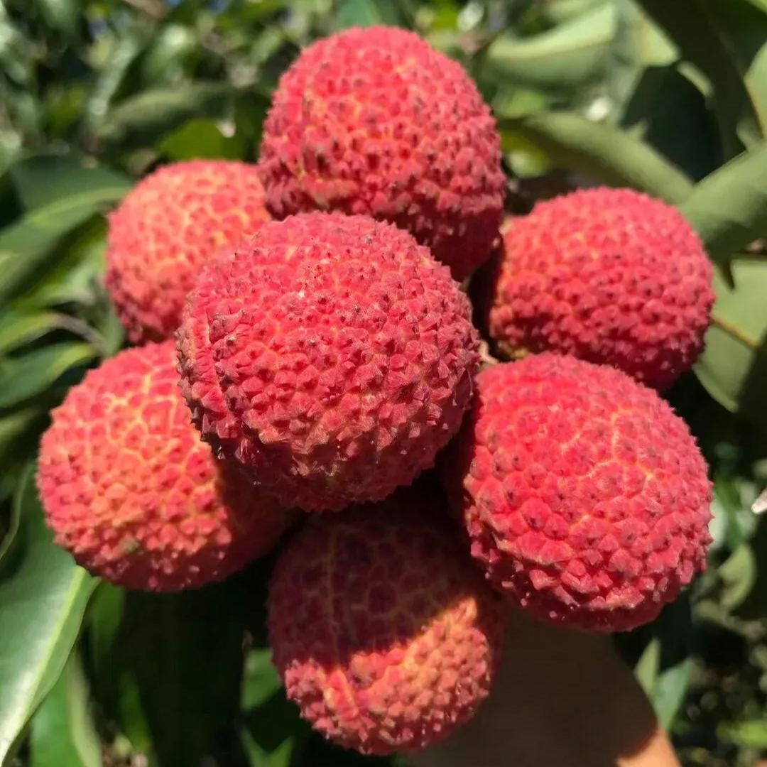 🔥Last Day Sale - 60% OFF🌿Seedless Lychee Seeds