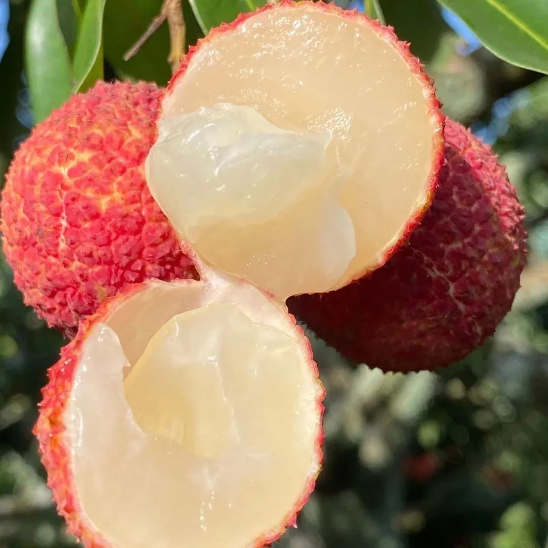 🔥Last Day Sale - 60% OFF🌿Seedless Lychee Seeds