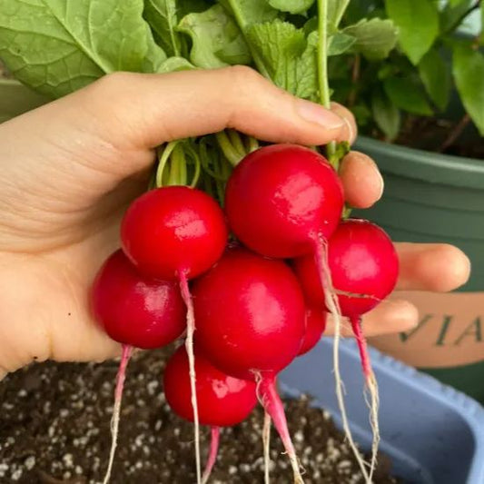 🍒🥕Radish Cherry Belle