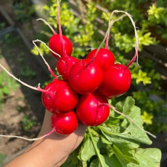 🍒🥕Radish Cherry Belle