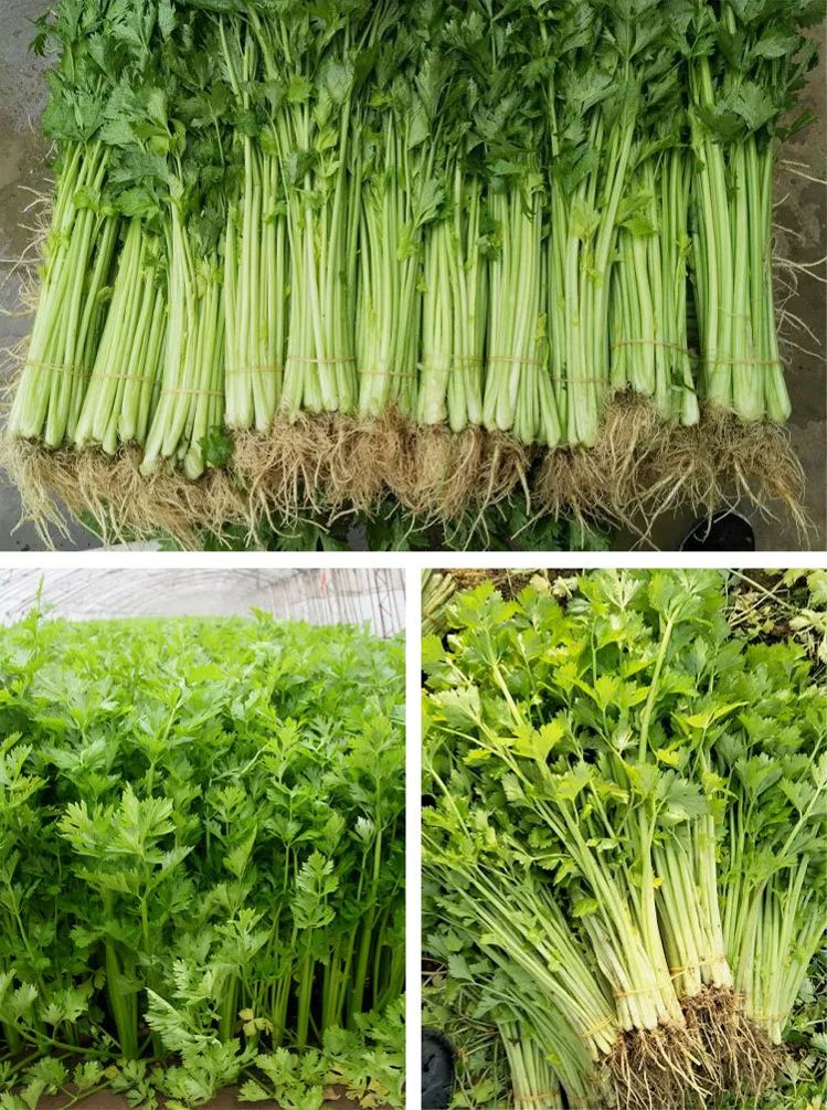 😍Last Day Sale - 60% OFF✨ Organic Parsley Seeds