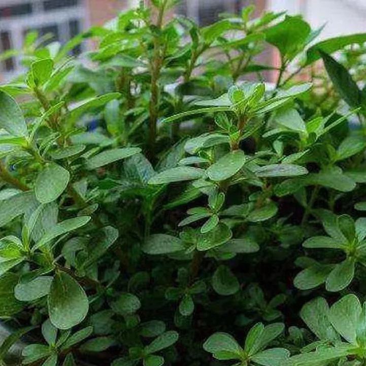 😍Last Day Sale - 60% OFF✨Purslane Seeds - Green