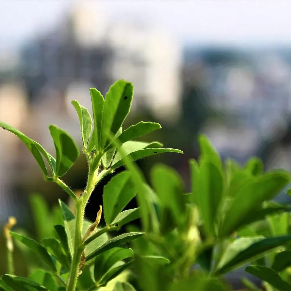 😍Last Day Sale - 60% OFF✨Fenugreek Heirloom Herb Seeds - Culinary Herb, Non-GMO, Open Pollinated