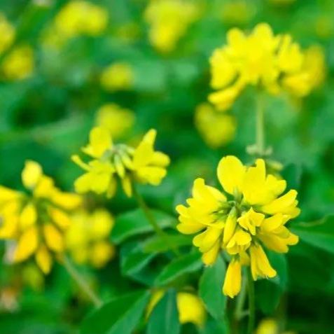 😍Last Day Sale - 60% OFF✨Fenugreek Heirloom Herb Seeds - Culinary Herb, Non-GMO, Open Pollinated