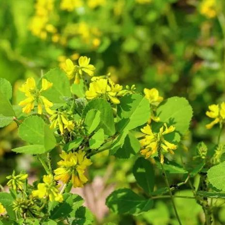 😍Last Day Sale - 60% OFF✨Fenugreek Heirloom Herb Seeds - Culinary Herb, Non-GMO, Open Pollinated