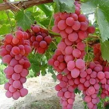 🔥Last Day 50% OFF- HIGH-QUAILTY SAPPHIRE GRAPES SEEDS- 98% Germination