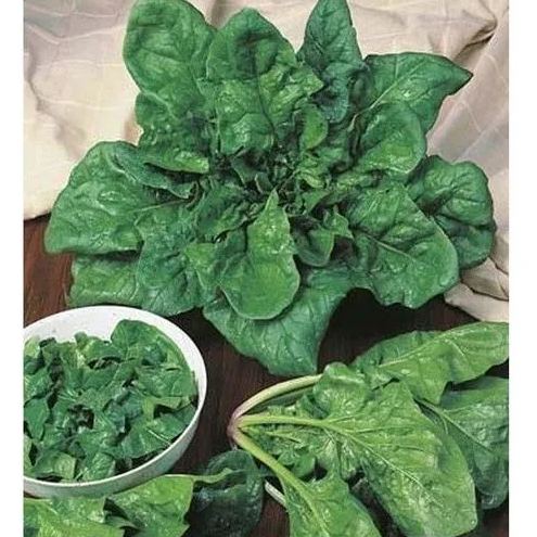 Four seasons large leaf spinach seeds