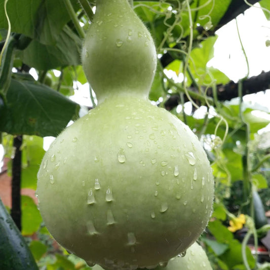 Giant Gourd Seeds