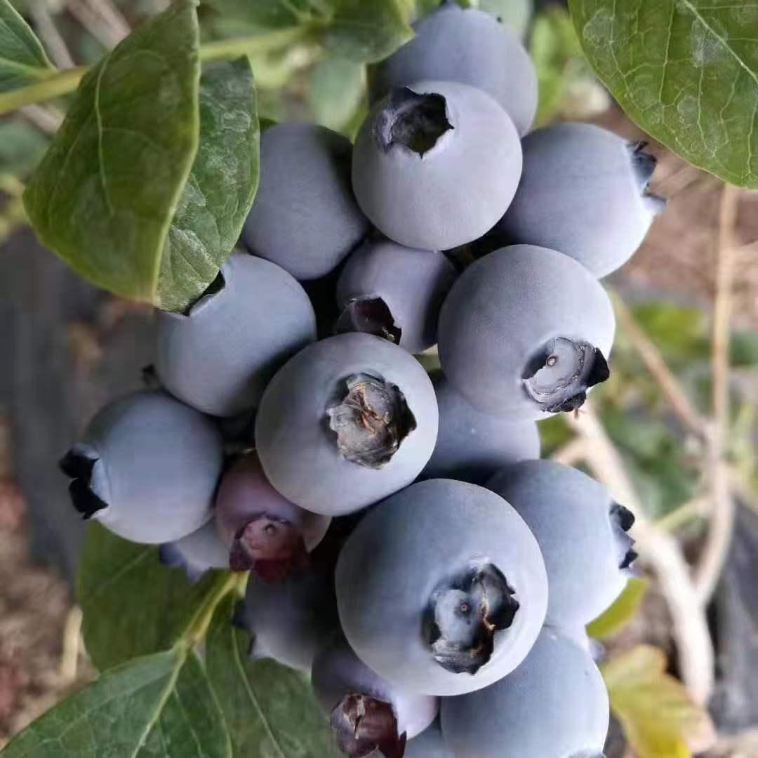 🫐King of Berries🫐 - 🔥Giant Blueberry Fruit Seeds🔥 - Four Seasons Plants