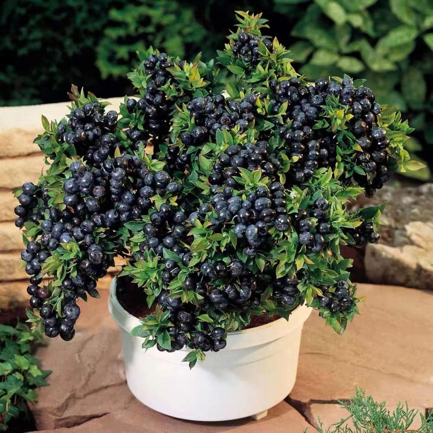 🫐King of Berries🫐 - 🔥Giant Blueberry Fruit Seeds🔥 - Four Seasons Plants