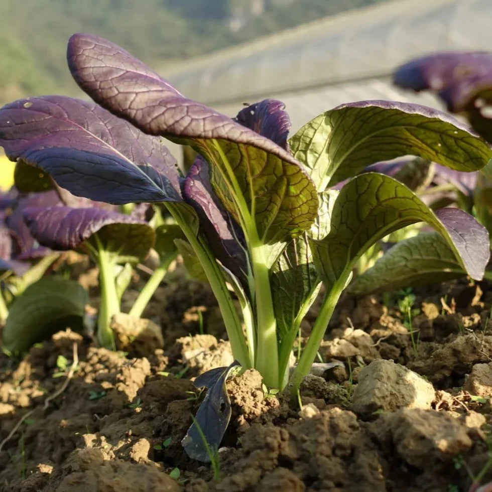 Purple Rapeseed Vegetable Seeds- Winter Marvel Bug Repellent