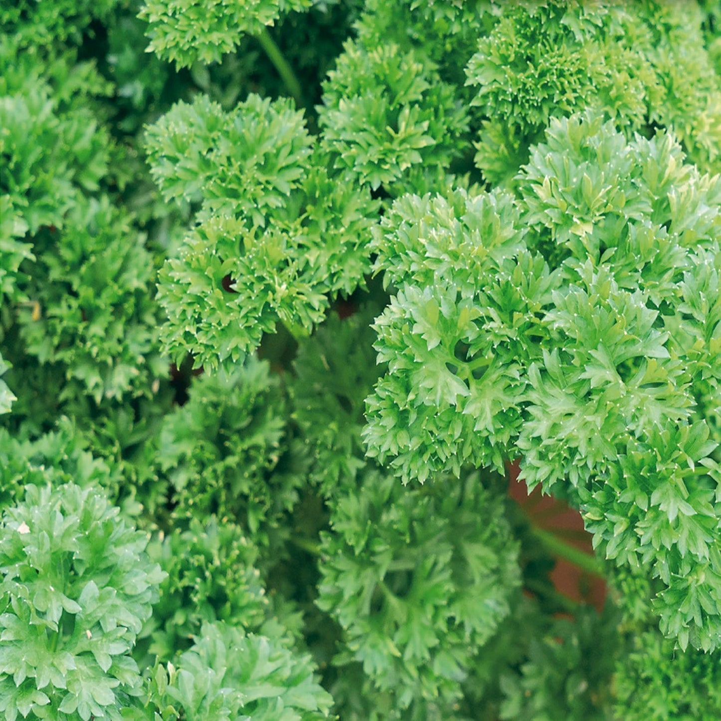 Organic Parsley Seeds, Champion Moss Curled