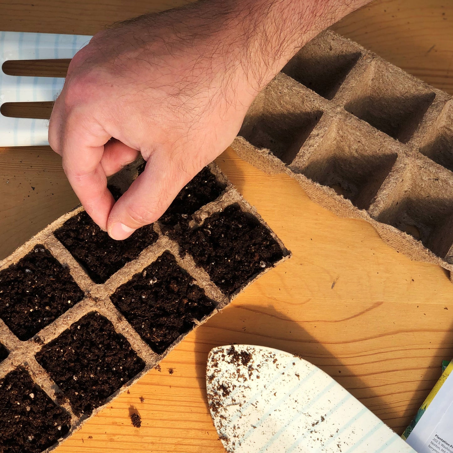 Organic Squash Seeds, Early Bush Scallop