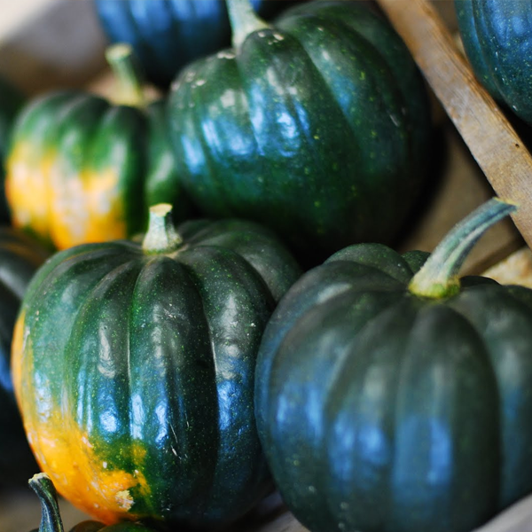 Royal Squash Seeds