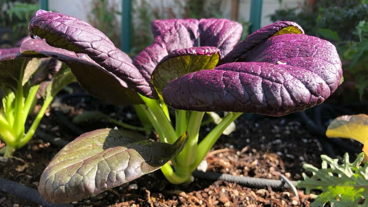 Purple Rapeseed Vegetable Seeds- Winter Marvel Bug Repellent