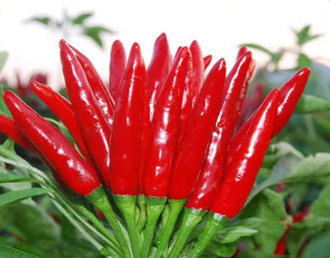 Hot Pepper