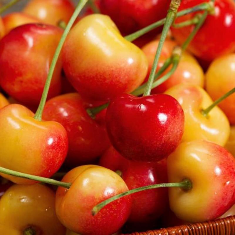 🍒Rainier Cherry Seeds