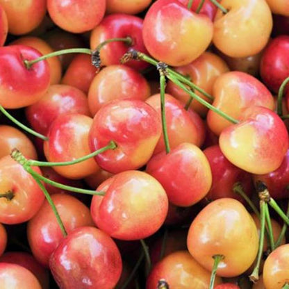 🍒Rainier Cherry Seeds