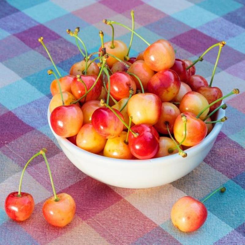 🍒Rainier Cherry Seeds