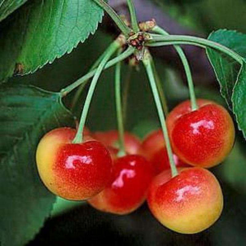 🍒Rainier Cherry Seeds