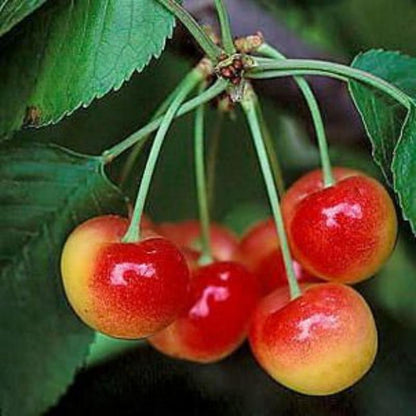 🍒Rainier Cherry Seeds