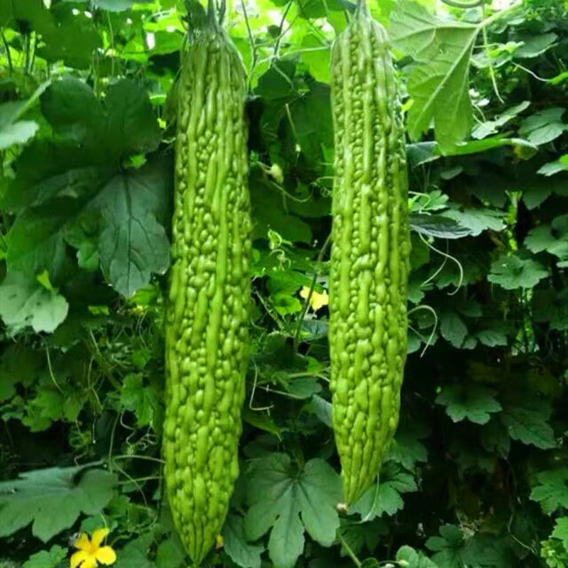 Green Bitter Melon Seeds