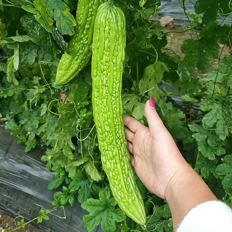 Green Bitter Melon Seeds